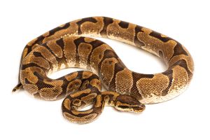 Python regius, enchi